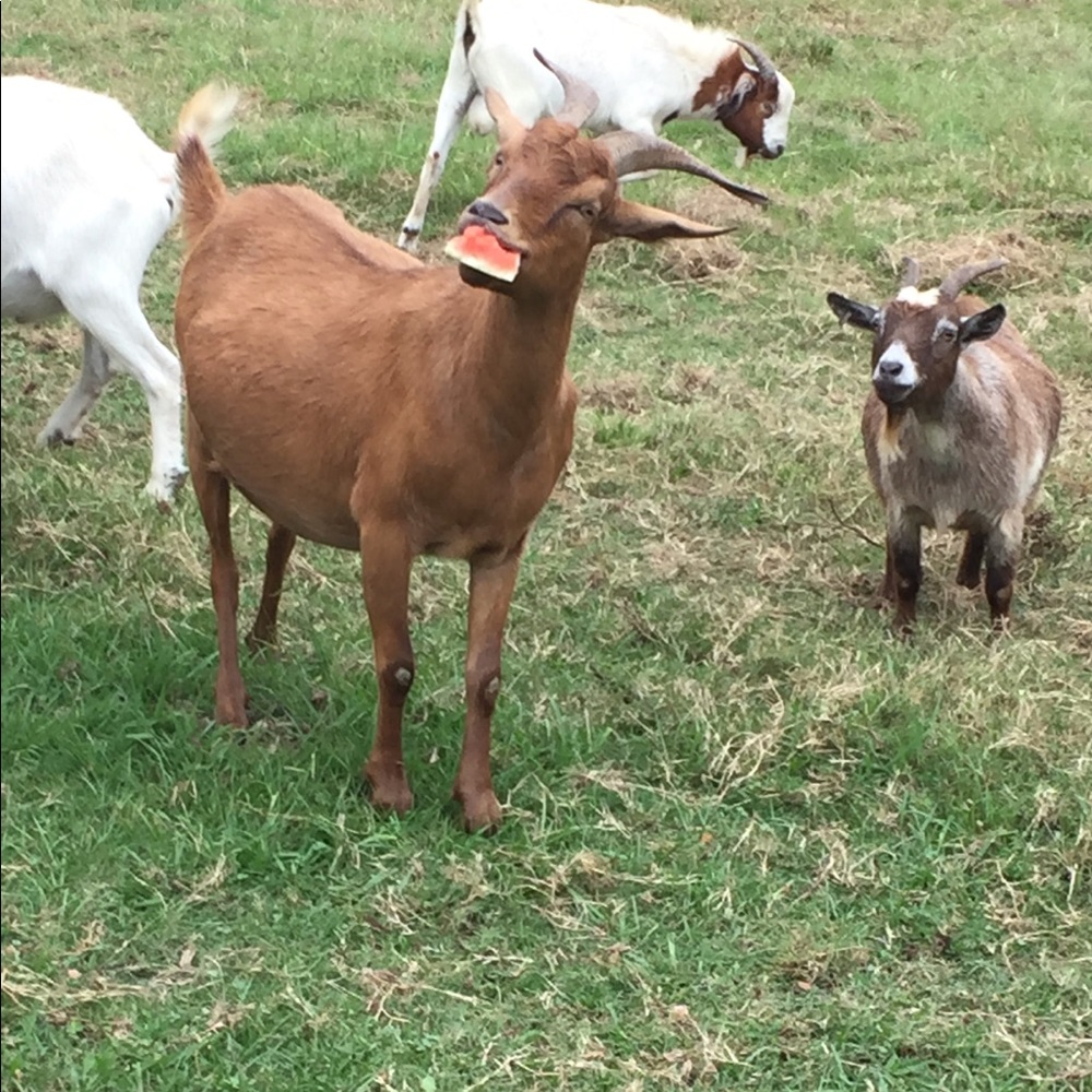 GOAT! 💕🐐 - Picture 8 of 12